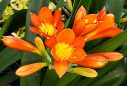 Clivia Lily, Kaffir Lily, Flame Lily, Bush Lily, Natal Lily, September Lily, Clivia miniata